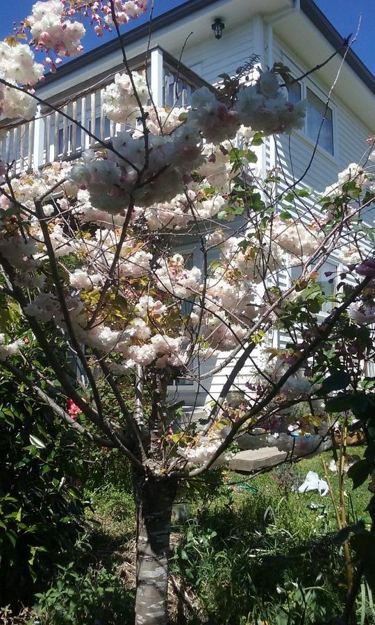 Magnolia Cottage Diamond Harbour Exterior foto